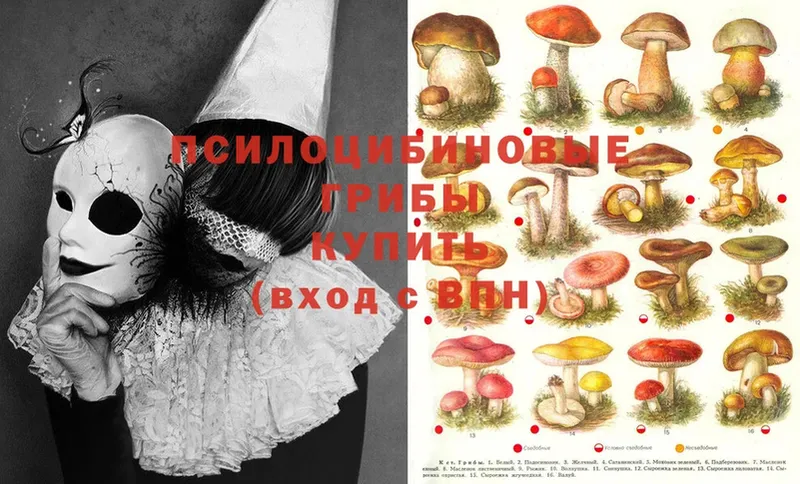 Псилоцибиновые грибы Psilocybe  где продают наркотики  дарк нет клад  Велиж 